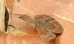Calephelis virginiensis image