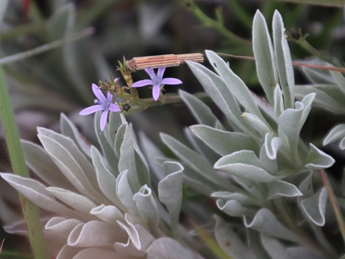 Wahlenbergia huttonii image