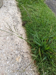 Poaceae