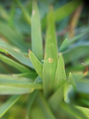 Poaceae