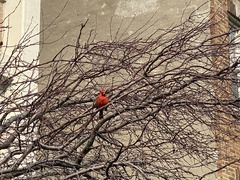 Cardinalis cardinalis