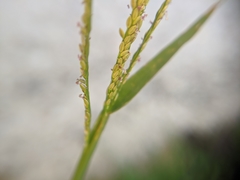 Poaceae