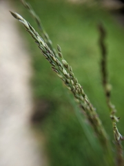 Poaceae