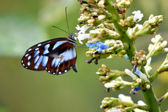 Oleria cyrene solida