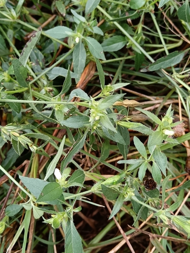 Asystasia mysorensis, photograph 3