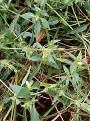 Asystasia mysorensis, photograph (c) Hildegard Klein, some rights reserved (CC BY)