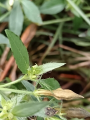Asystasia mysorensis, photograph (c) Hildegard Klein, some rights reserved (CC BY)