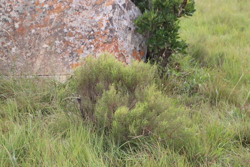 Image of Drakensberg Heath (Erica drakensbergensis) by (c) Tony Rebelo, some rights reserved (CC BY-SA)