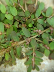 Euphorbia thymifolia