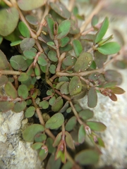 Euphorbia thymifolia