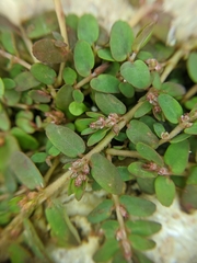 Euphorbia thymifolia