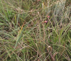 Gladiolus crassifolius