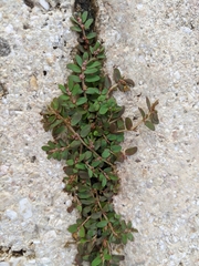 Euphorbia thymifolia