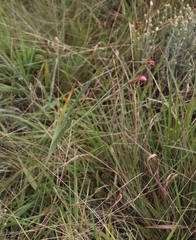 Gladiolus crassifolius