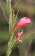 Gladiolus crassifolius