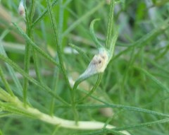 Aceria paracalifornica