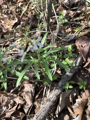 Cardamine concatenata