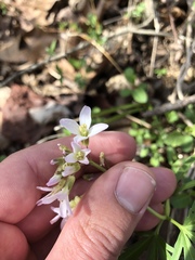 Cardamine concatenata