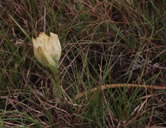 Colchicum striatum