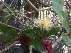 Calliandra tergemina