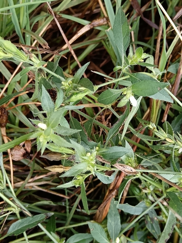 Asystasia mysorensis, photograph 6