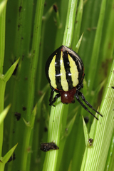 Alpaida quadrilorata