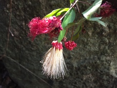 Calliandra tergemina