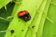 Alpaida quadrilorata