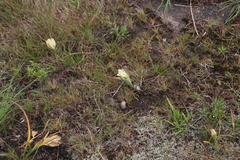 Colchicum striatum
