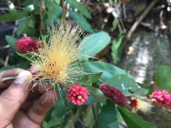 Calliandra tergemina