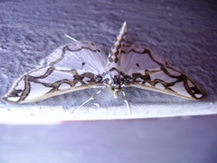 Polythlipta
