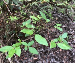 Vaccinium fuscatum image