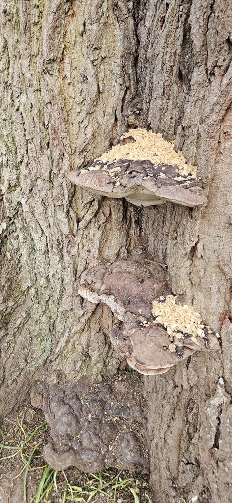 Ganoderma adspersum · April 2026 · photo: © run4 (iNaturalist, cc-by)