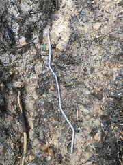 Driloleirus macelfreshi