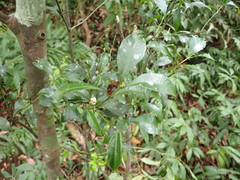 Symplocos setchuensis