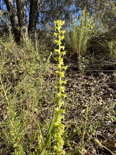 Platanthera cooperi, 2026-04-22