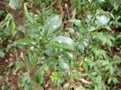 Symplocos setchuensis