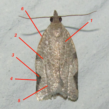Garden Tortrix