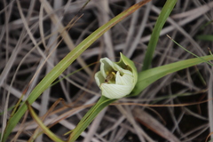 Colchicum striatum