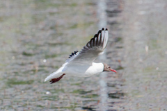 Chroicocephalus ridibundus