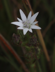 Alepidea setifera