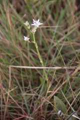 Alepidea setifera