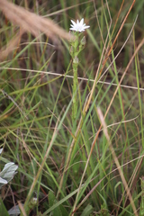 Alepidea setifera
