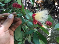 Calliandra tergemina
