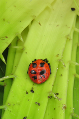 Alpaida quadrilorata