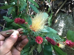 Calliandra tergemina