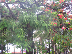 Delonix regia