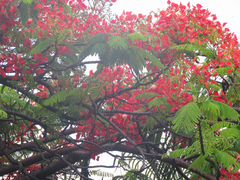 Delonix regia