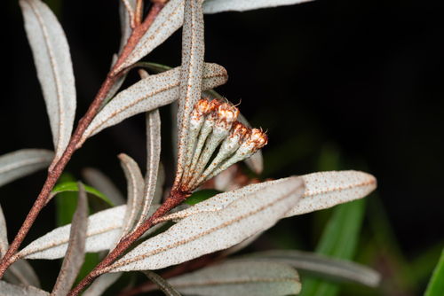 Phebalium woombye, photograph 6