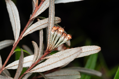 Phebalium woombye, photograph (c) Bruce Cathie, some rights reserved (CC BY)